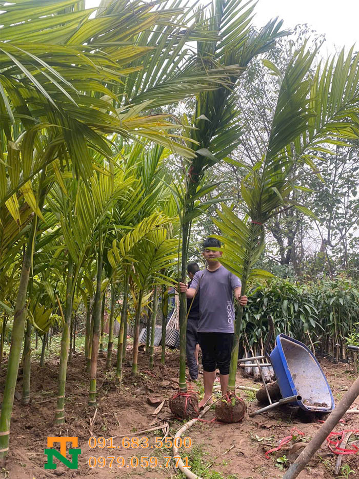 Cây cau ta tại vườn giá tốt