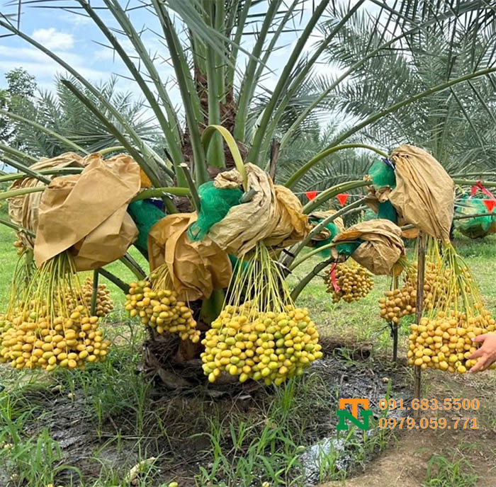 Cây chà là ăn quả chất lượng