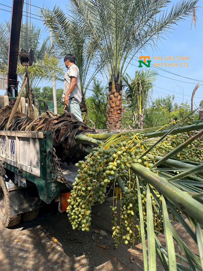 Cây chà là trồng tại vườn