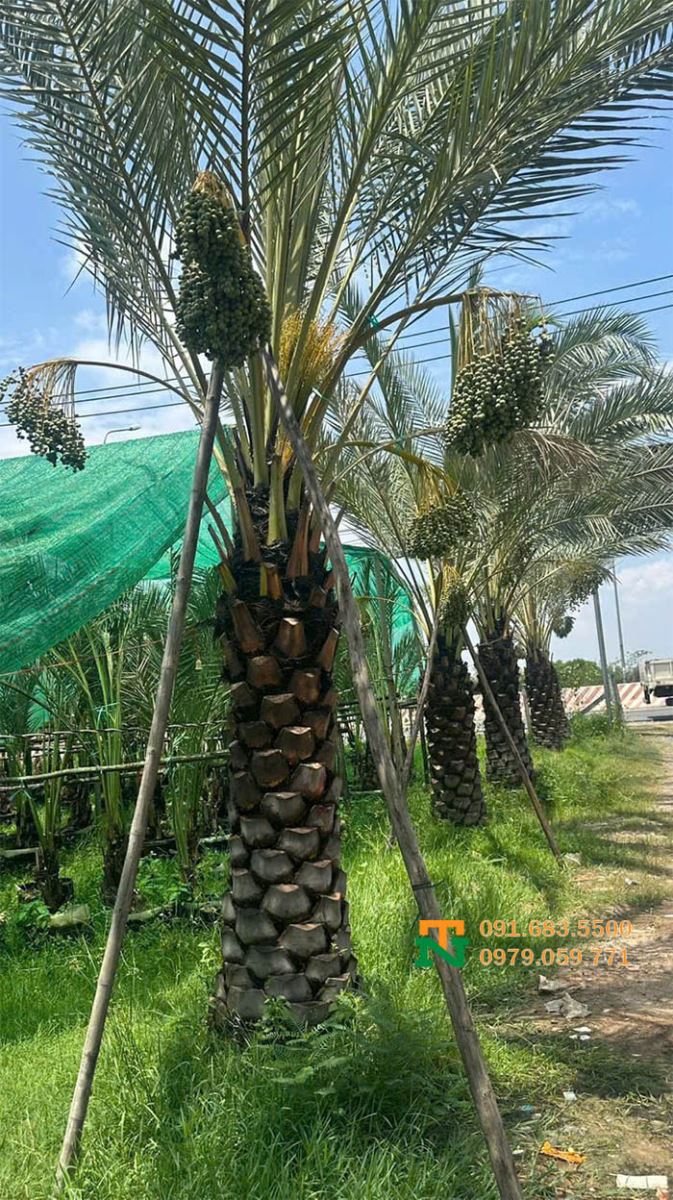 Cây chà là giá tốt