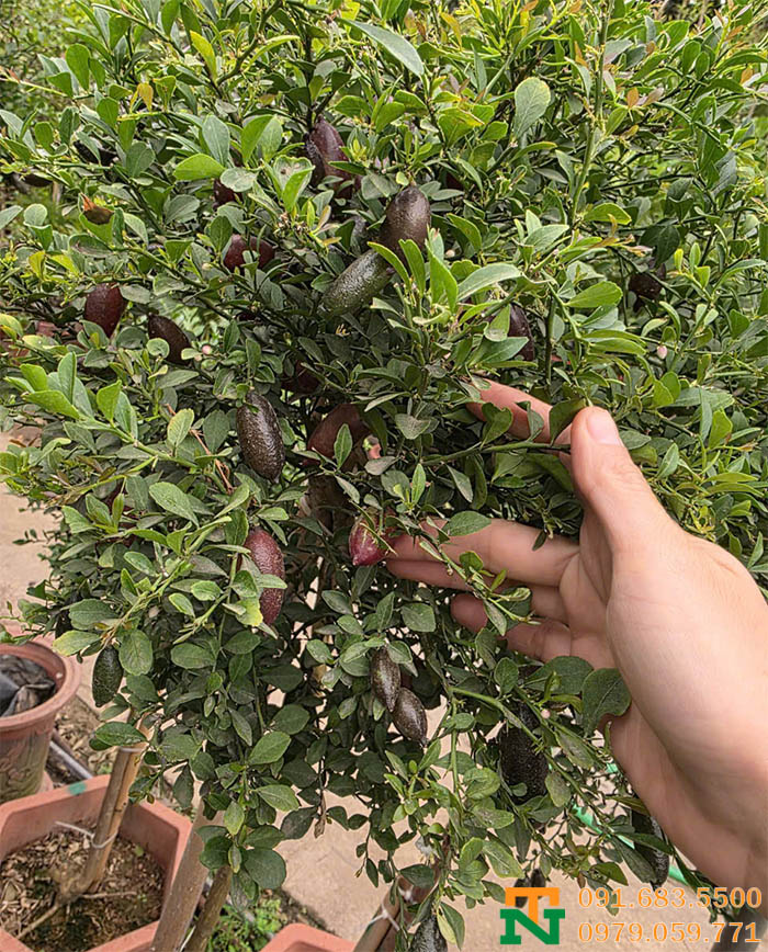 Cây chanh ngón tay quả to đẹp