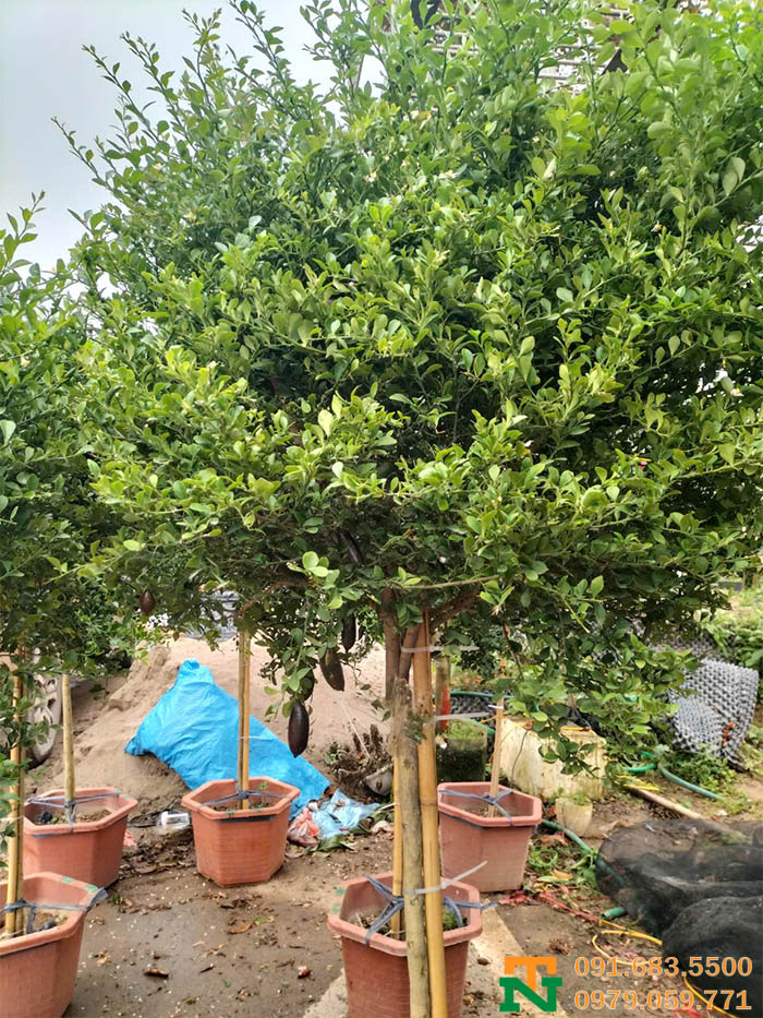 Cây chanh ngón tay trồng vườn