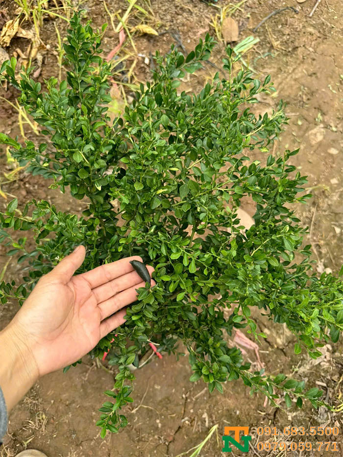 Cây chanh ngón tay trồng chậu