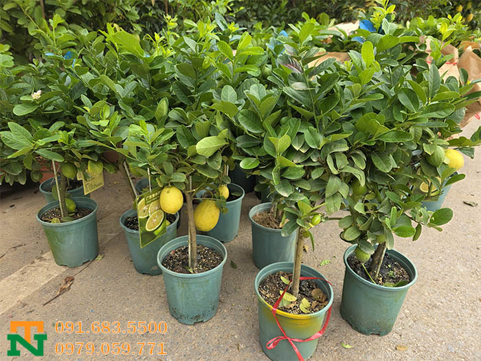 Cây chanh vàng giá rẻ