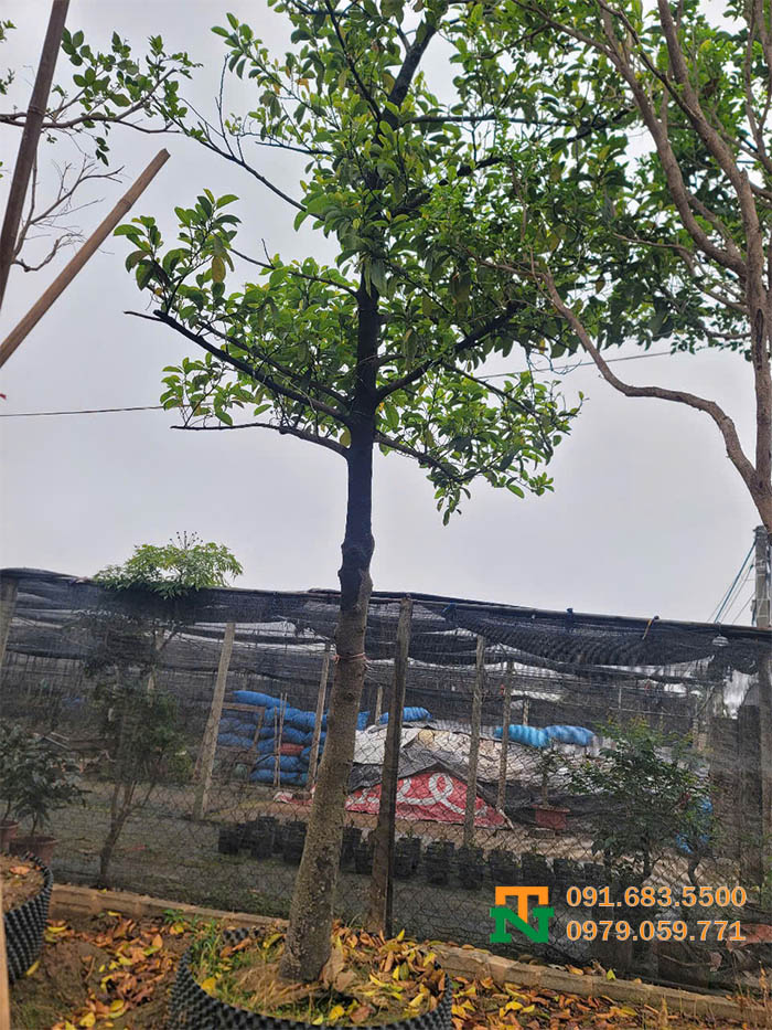 Cây chay ăn quả cảnh đẹp