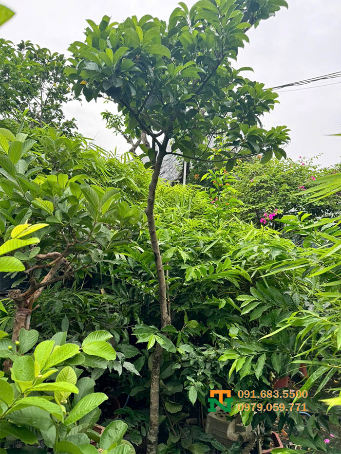 Cây chay tại vườn đẹp