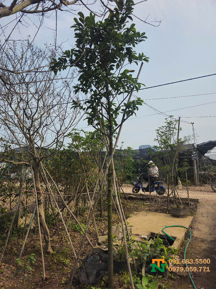 Cây chay bóng mát trưởng thành