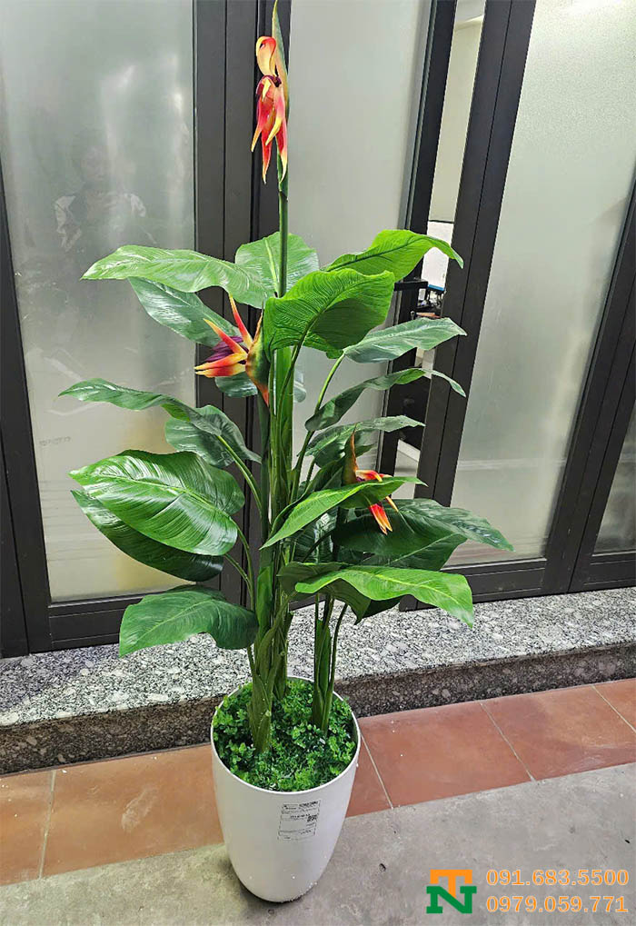 Cây chuối thiên điểu cao cấp 