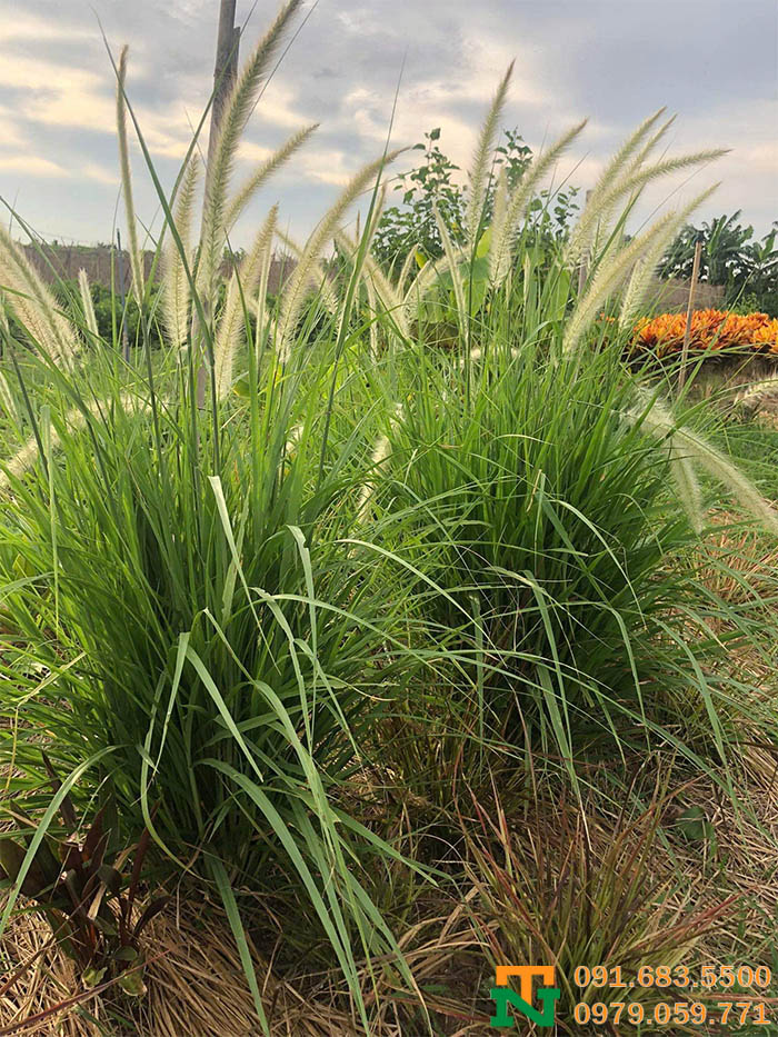 Cây cỏ lau dưới hoàng hôn