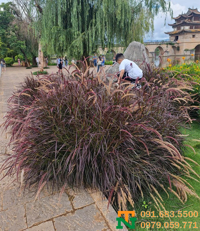 Cây cỏ lau đỏ đẹp lung linh