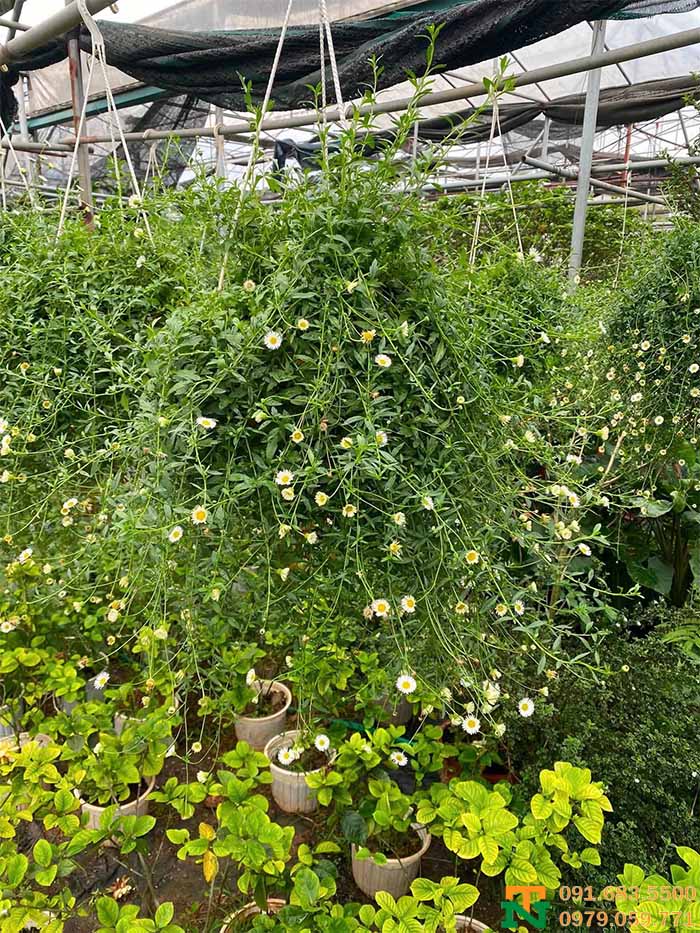 Cây cúc Daist tại vườn 