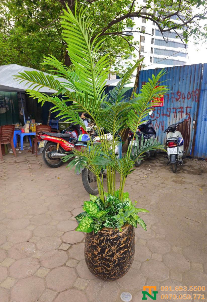 Cây dừa cau đẻ nhân tạo giá tốt chất lượng cao