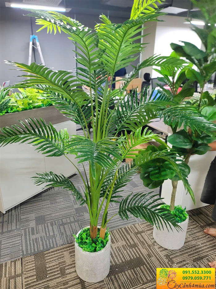 Cây dừa cau đẻ trang trí văn phong hiện đại