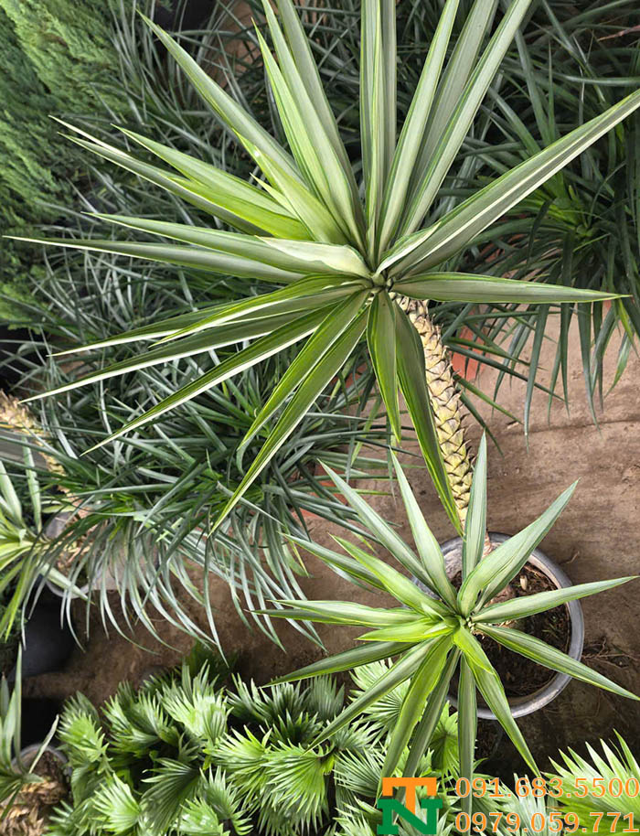 Cây dứa diệp viễn giá rẻ chất lượng