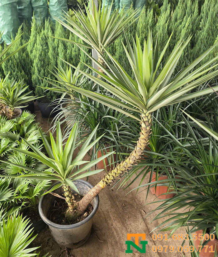 Cây dứa diệp viễn trang trí nhà vườn