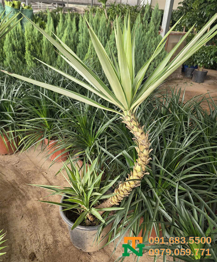 Cây dứa diệp viễn trồng vườn 