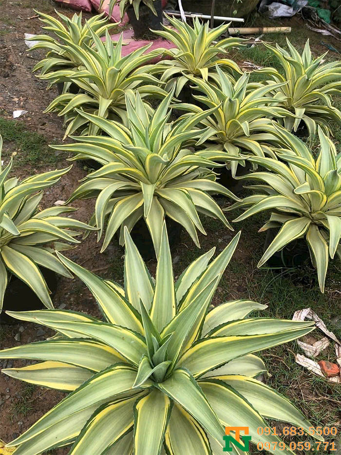 Cây dứa Nam Mỹ thái vàng giá tốt