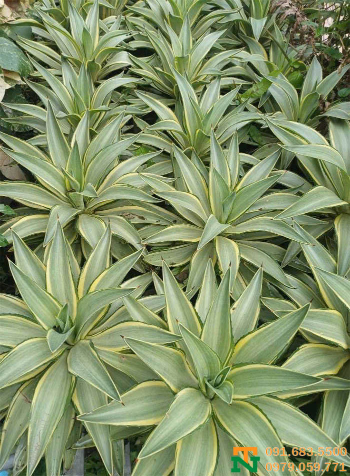 Cây dứa Nam Mỹ thái vàng trồng vườn cực đẹp