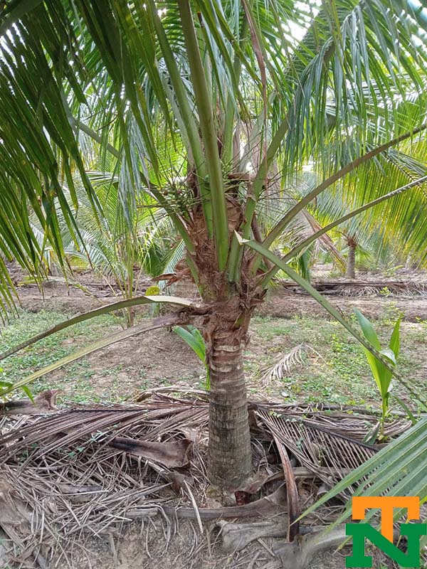 Cây dừa xiêm trồng sân vườn
