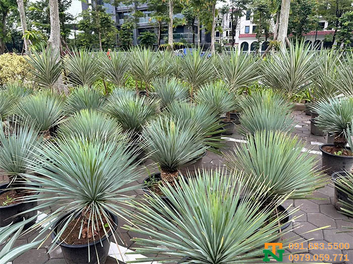 Vườn cây dứa Yuca đẹp