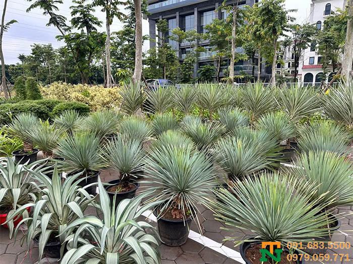 Cây dứa Yucca sân vườn