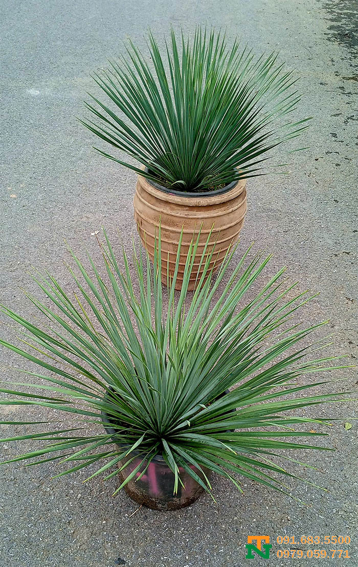 Cây dứa Yucca trang trí