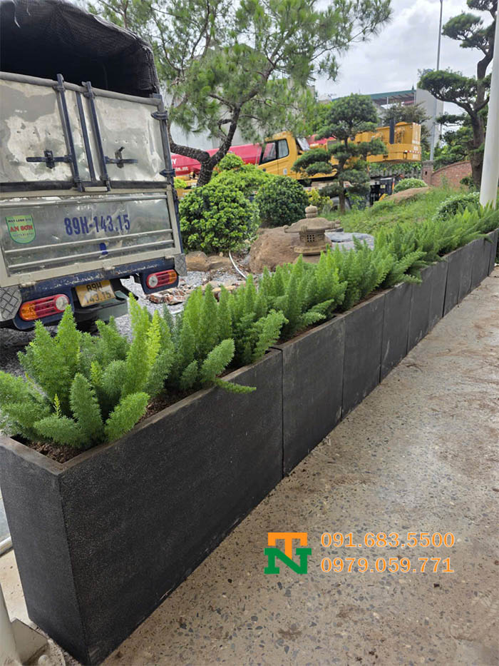 Cây đuôi chồn trồng chậu đá mài