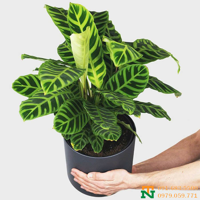 Cây đuôi công xanh phong thủy 