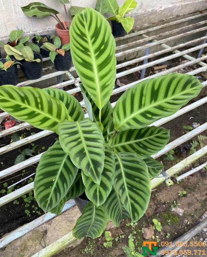 Cây công đuôi xanh cảnh trang trí nhà cửa