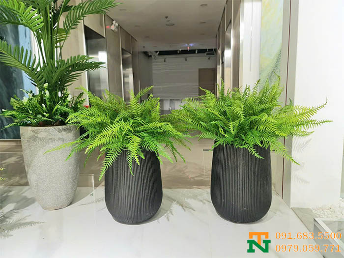 Cây dương xỉ decor đẹp sang trọng