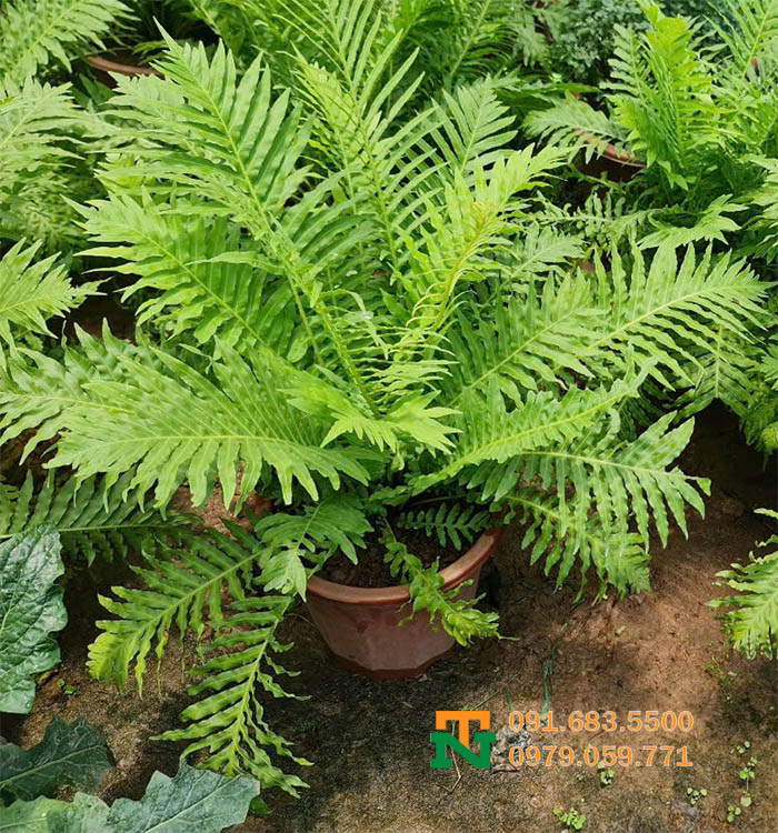 Cây dương xỉ khổng tước trang trí