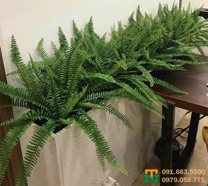 Cây dương xỉ nhân tạo rủ cao cấp