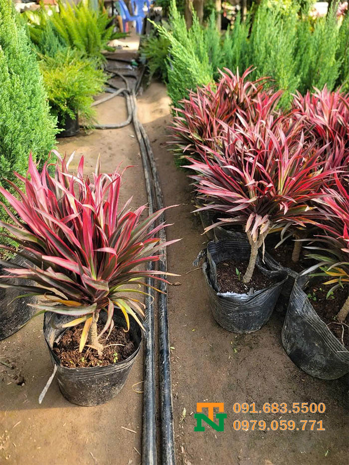 Cây dương xỉ thái giá rẻ