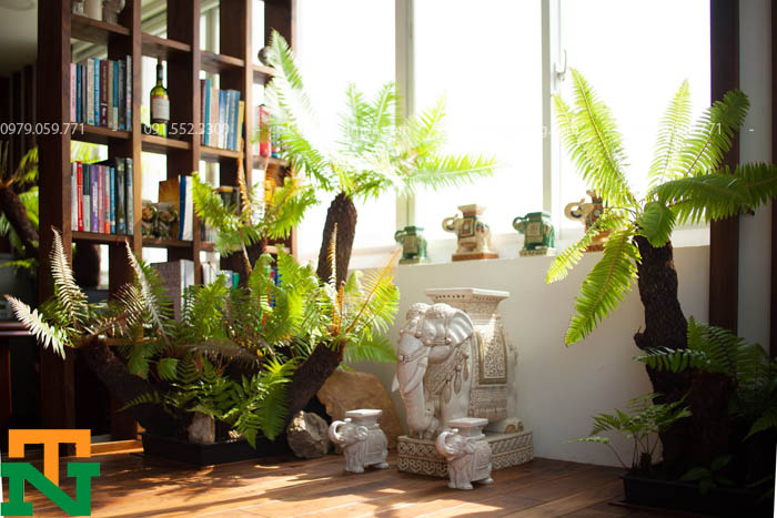 Cho thuê cây dương xỉ trang trí nội thất