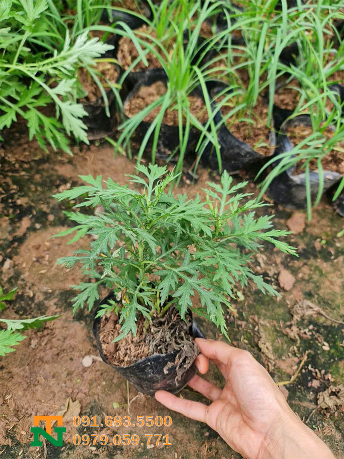 Cây giống ngải cứu đẹp
