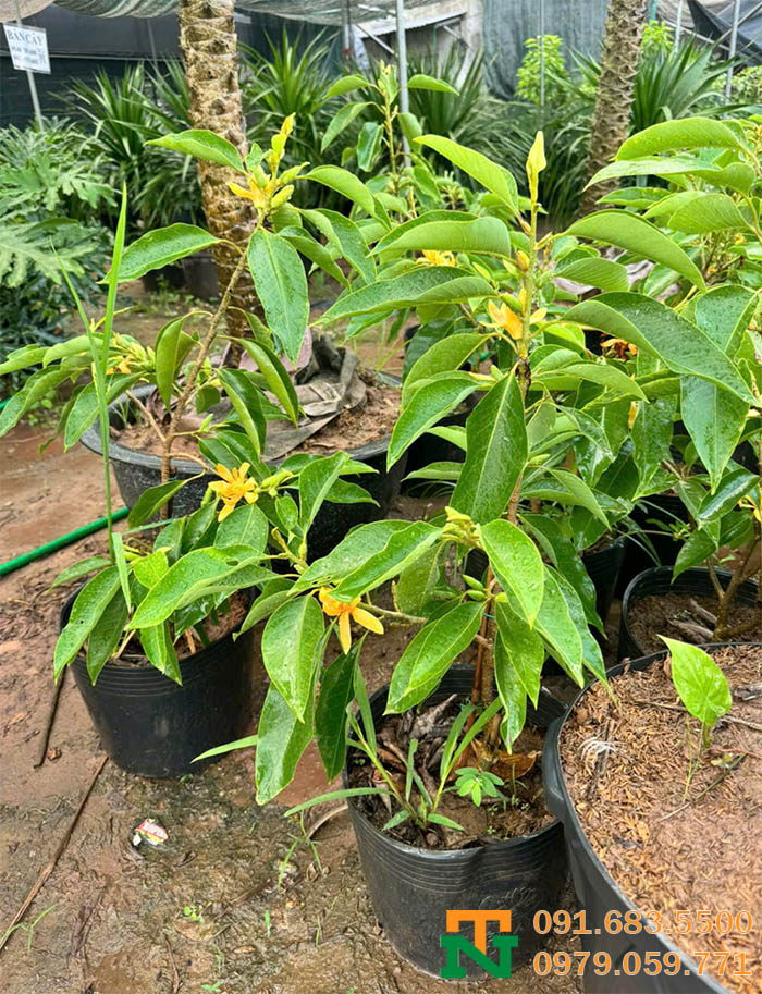 Cây giống ngọc lan hoa vàng giá tốt