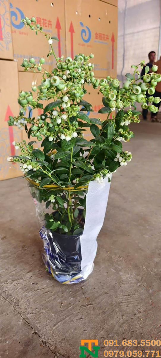 Cây việt quất cảnh mini