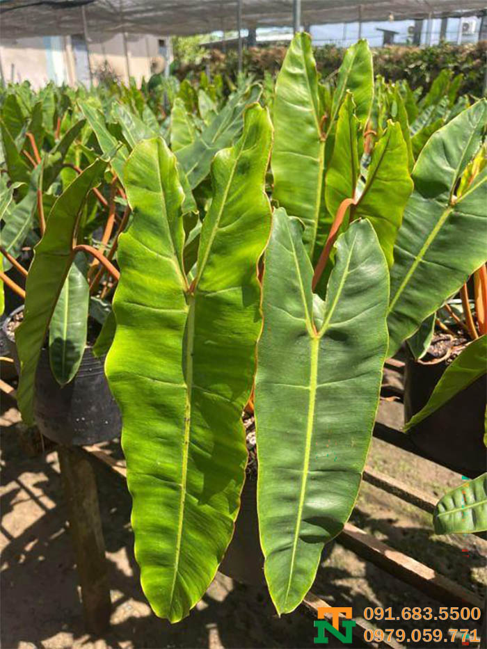 Cây hạc cam trang trí đẹp