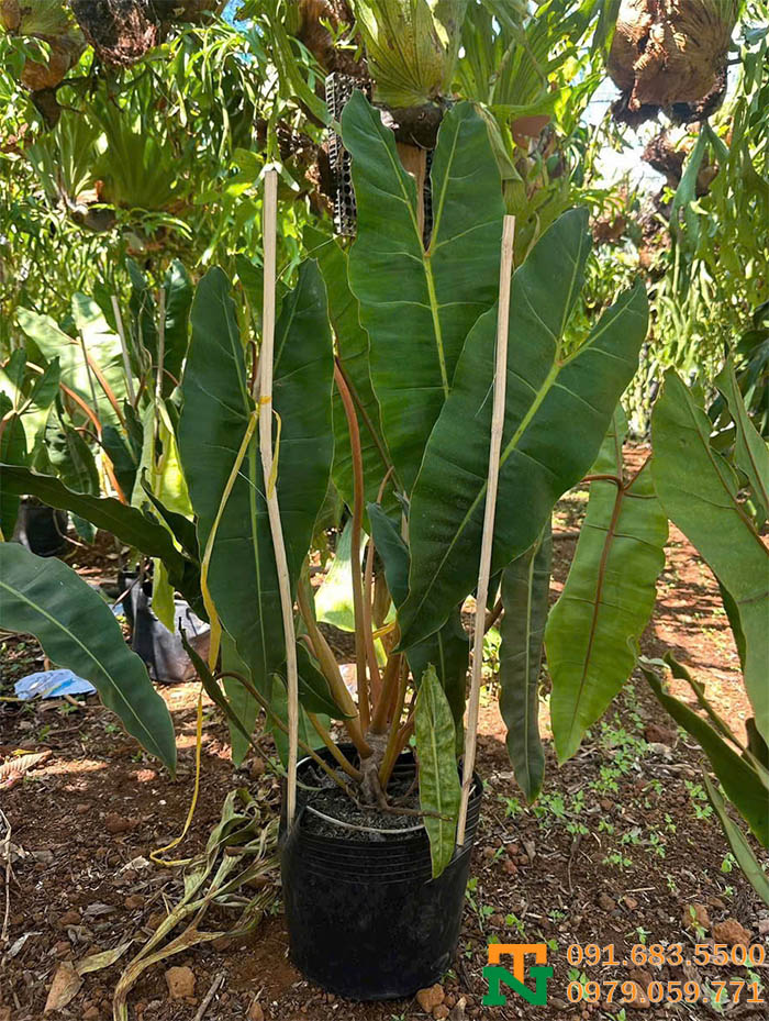 Cây hạc cam trồng tại vườn giá tốt