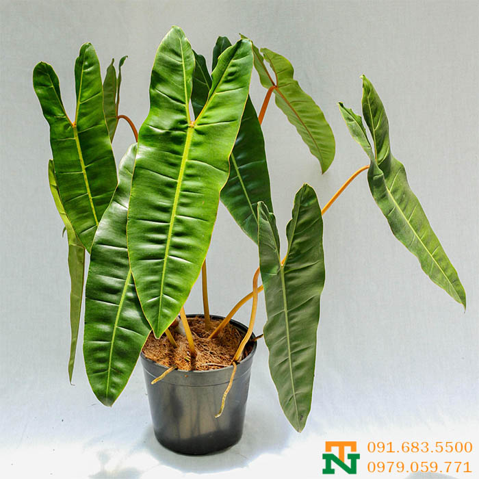 Cây hạc cam phong thủy