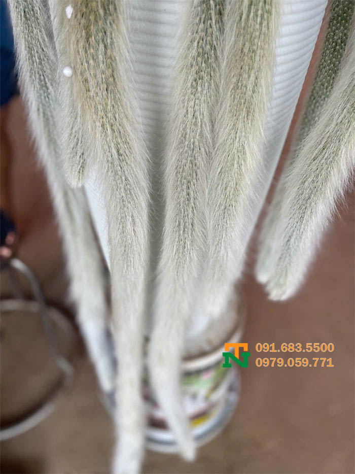 Hoa hồ ly đuôi cáo bung đẹp