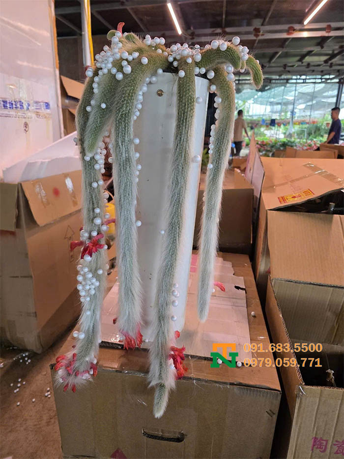Cây hồ ly đuôi cáo sịn đẹp
