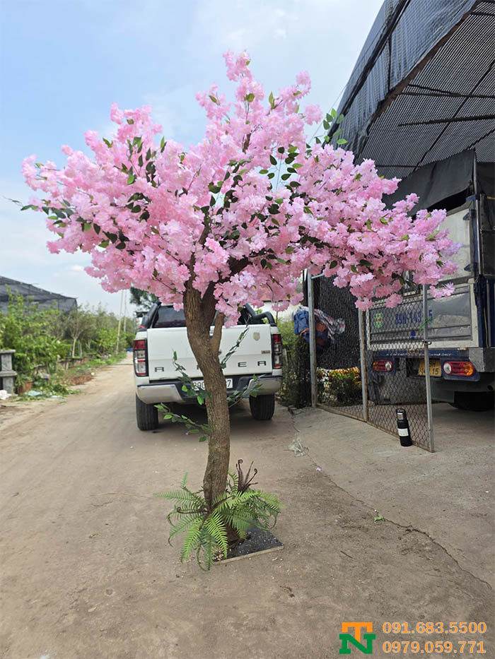 Cây hoa anh đào hồng chất lượng