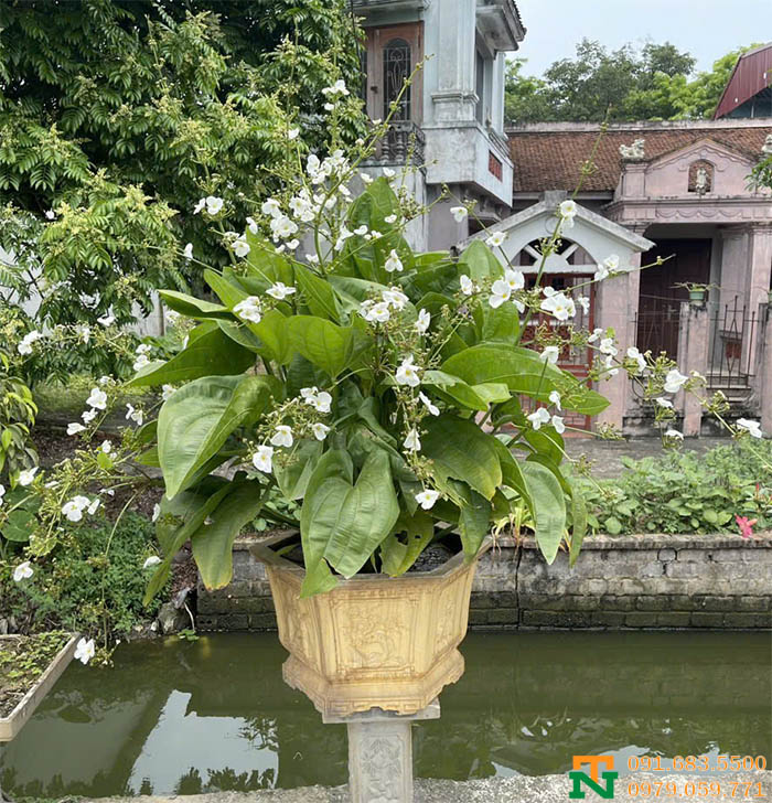 Cây hoa bách thủy tiên ban công