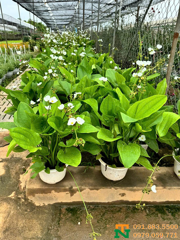 Cây hoa bách thủy tiên cảnh cao cấp