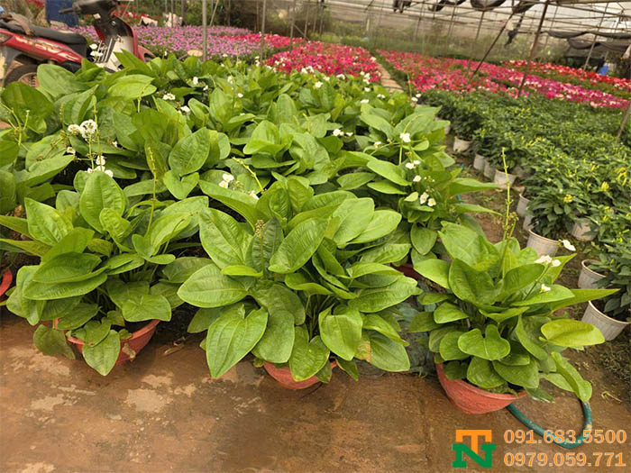 Cây hoa bách thủy tiên tại vườn giá tốt