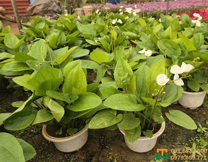 Cây hoa bách thủy tiên mini cảnh trang trí