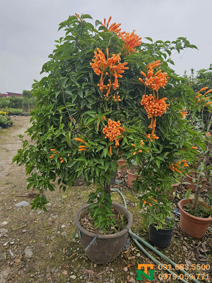 Cây chùm ớt tại vườn