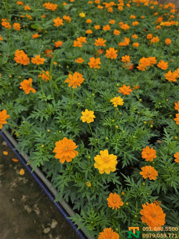 Vườn hoa cúc bướm cam rực rỡ