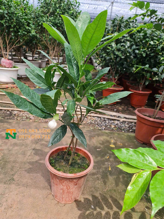 Cây hoa dạ hợp trồng nền